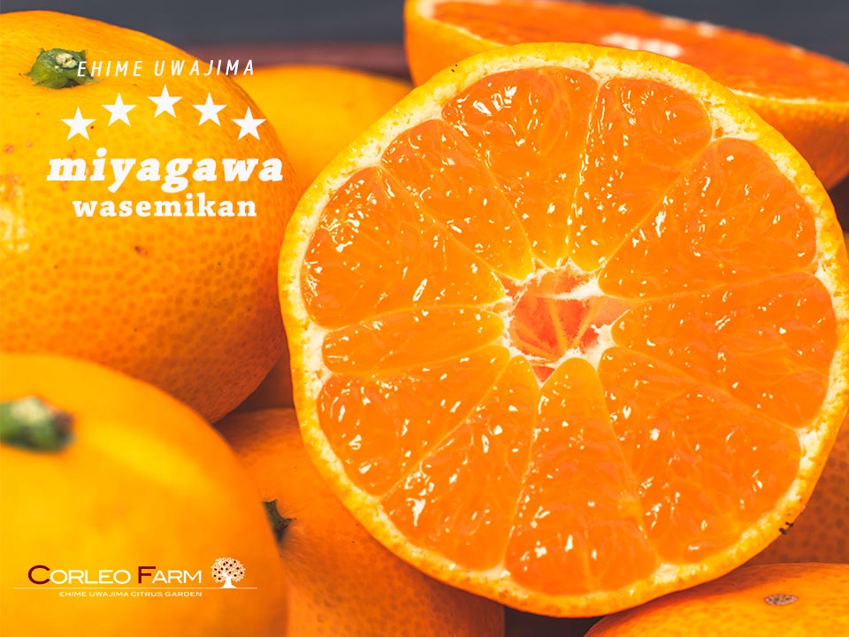 13kg程度　お得用　温州蜜柑　宮川早生 コルレオファーム / ＜11月発送予約商品＞【早生みかん】宮川早生